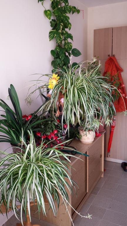Apartament Silvana