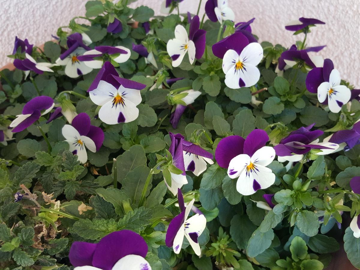 Silvana Apartament *